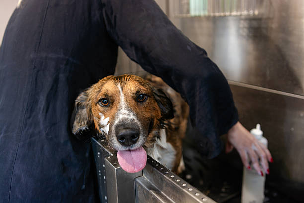 istock Happy dog getting a bath at pet grooming salon 2246476021