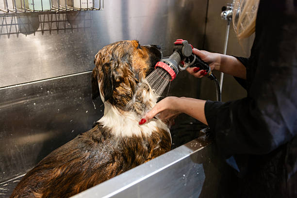 istock Dog getting professional wash at pet grooming salon 2246476336