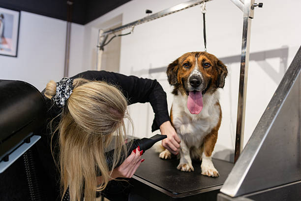 istock Dog getting professional grooming service at pet salon 2246476382