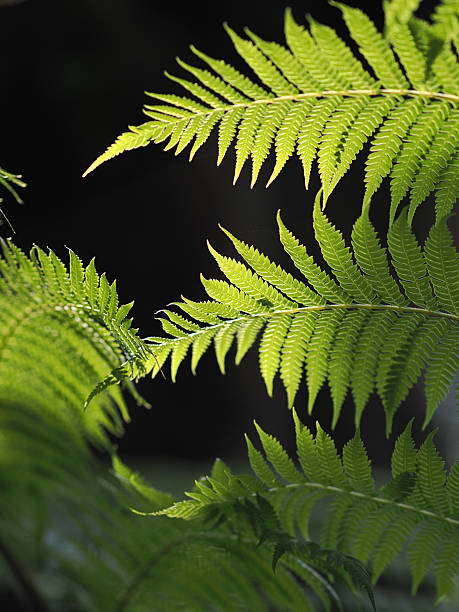 istock beautiful fern in forest in sunlight 2246476884
