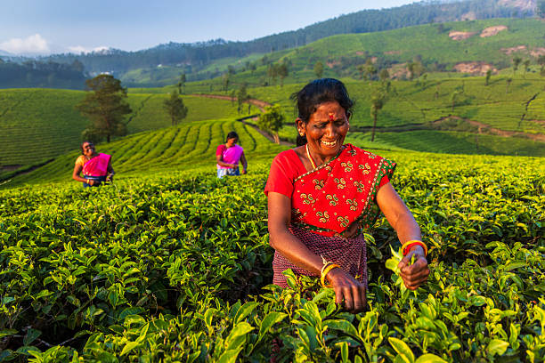 istock Morning Tea Harvest — Munnar, India 2246476929