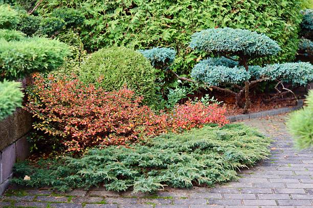 istock A professionally landscaped garden featuring clipped, trained juniper shrubs and trees alongside a brick walkway, with accents of Azalea Japanese Geisha Red showing vivid autumn red foliage. 2246477040