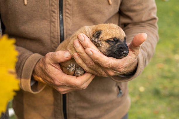 A caring adult cradles a tiny sleeping puppy, highlighting comfort, protection, and gentle care in an outdoor setting.