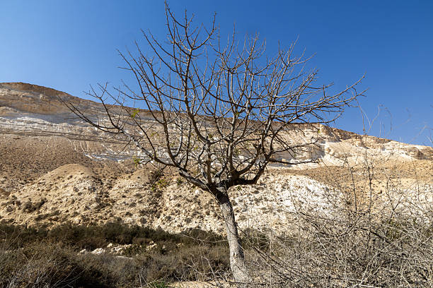 A leafless tree stands alone in the barren landscape of Ein Evdat Nature Reserve, Israel. The dry, rocky terrain and clear blue sky create a striking contrast against the trees stark silhouette