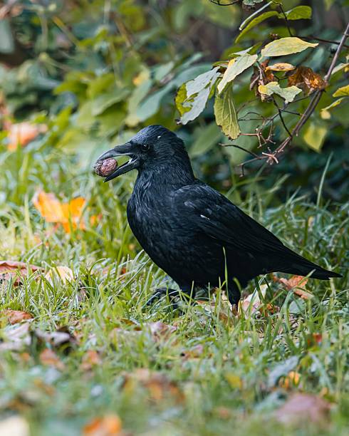 Black crow holding a nut in its beak, standing on green grass with colorful autumn leaves.