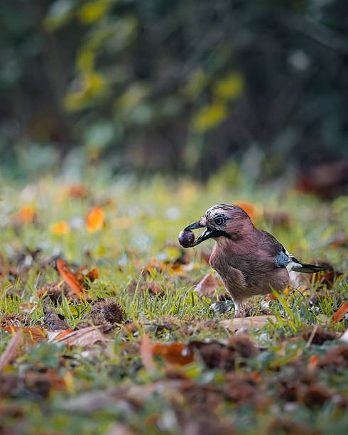 A Eurasian jay bird holding an acorn in its beak amidst autumn leaves on the ground.