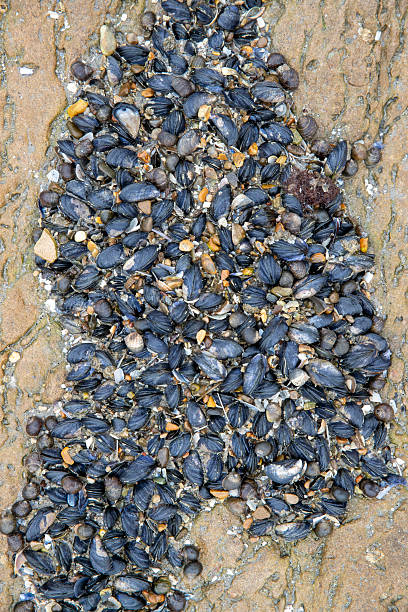 Numerous small young mussels attached to the rock, visible after low tide, surrounded by sand.