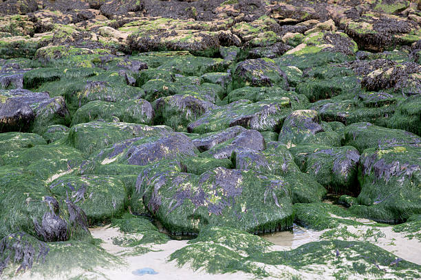 Rocky coastline and rocks covered with green algae and moss at low tide. Opal Coast, France.