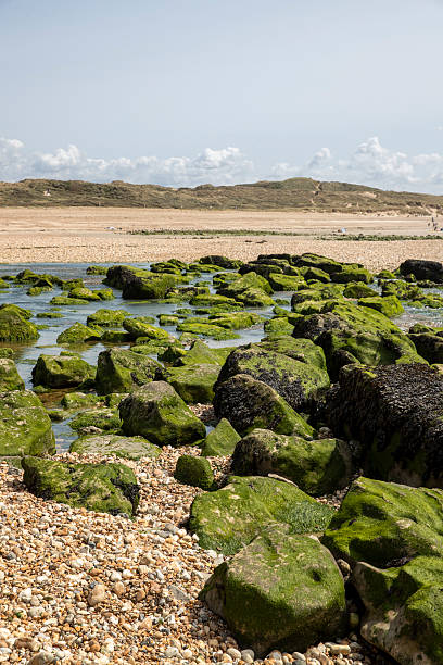istock Rocky coastline and rocks covered with green algae and moss. 2246484280