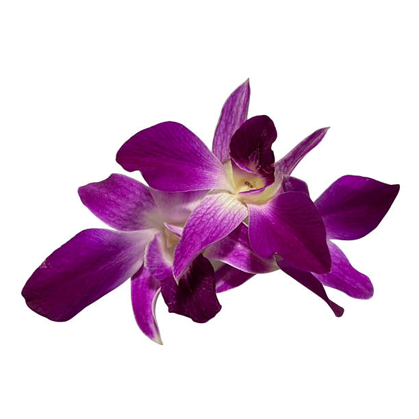 istock Purple orchid flower on white background 2246484539