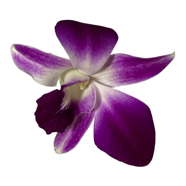 istock Purple orchid flower on white background 2246484545