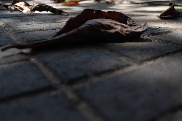 A close-up photo, captured at a low angle, highlighting several dry, brown leaves fallen on a concrete floor or pavement. The image suggests the passage of time or nature interacting with the urban environment.