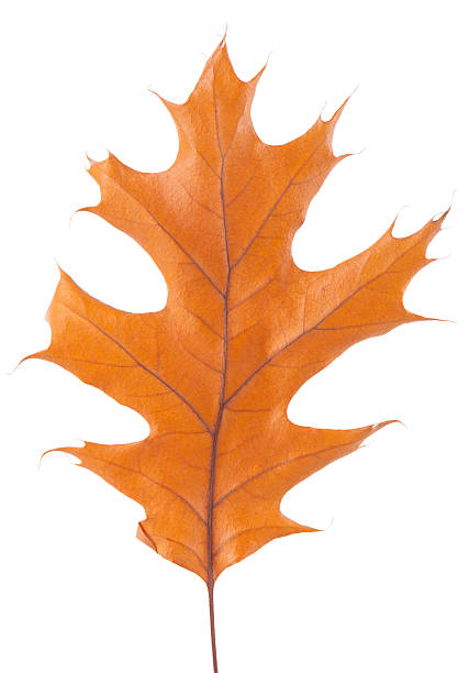 istock Oak leaf isolated on white background. Yellow autumn oak leaf. Clipping path. Top view. 2246486527