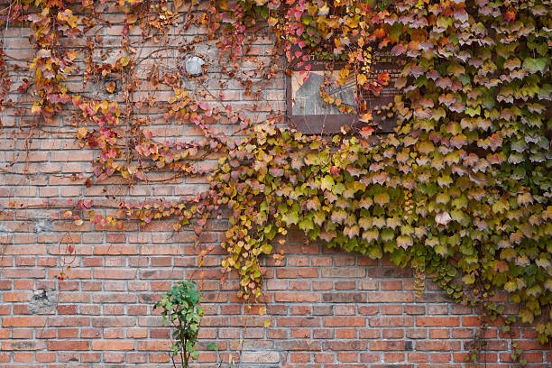Vibrant ivy with colorful leaves climbing on an old brick wall, showcasing nature's beauty on architecture.