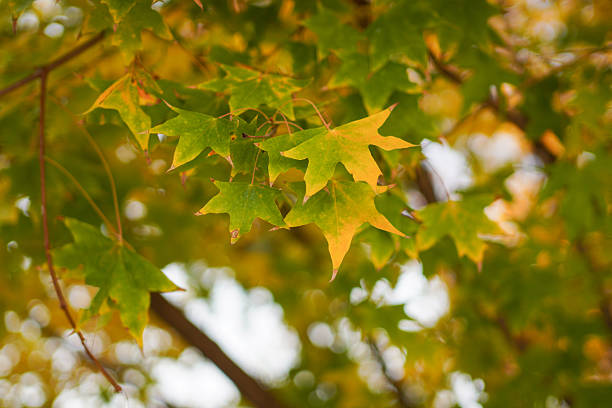 Vibrant autumn leaves with green and yellow hues on tree branches