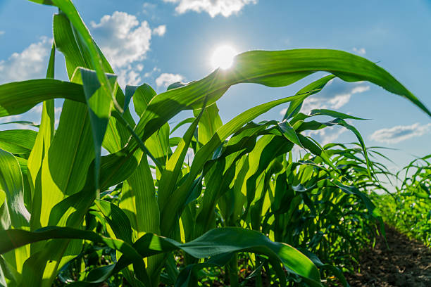 istock Corn plants stretch upward in a lush field as summer sunlight highlights their growth and vitality, showcasing a successful harvest season 2246487444