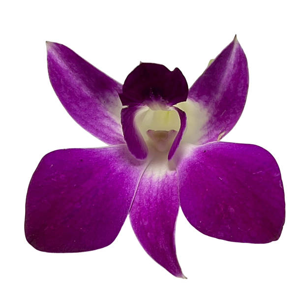 istock Purple orchid flower on white background 2246488851