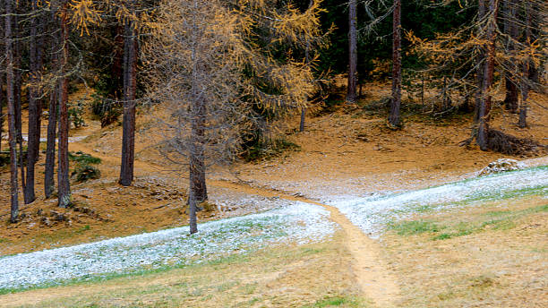 Pathway in forest in autumn, Livigno, European Alps