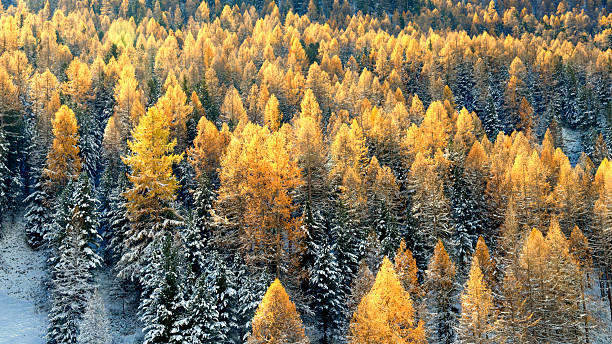 Fresh snow and larch tree forest in autumn, Livigno, European Alps
