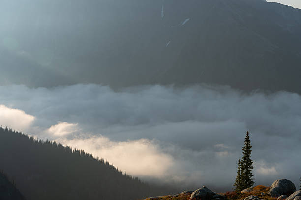 istock Cloud-veiled mountains surround a lone tree in an atmospheric landscape. 2246491055