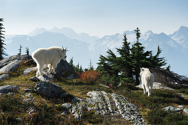 Two mountain goats roam freely on a rocky landscape with mountains. Glacier National Park, BC
