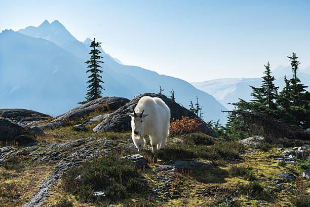 Majestic mountain goat strolls through rugged terrain. Glacier National Park, BC