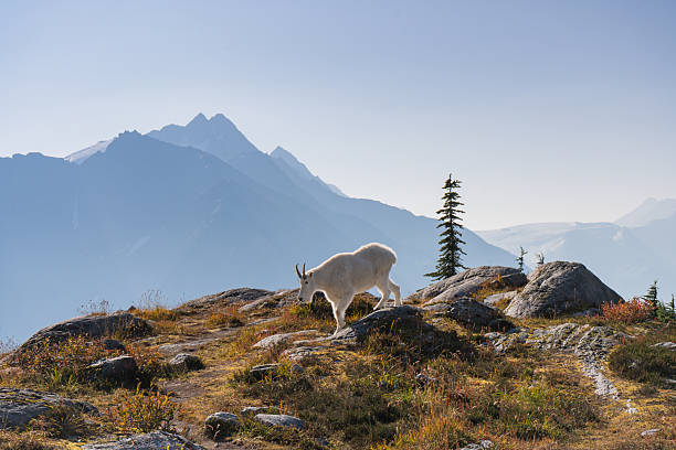 Majestic mountain goat traverses a rugged, scenic, mountainous terrain. Glacier National Park, BC