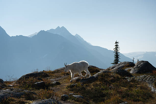 Majestic mountain goat traverses the rocky terrain. Glacier National Park, BC