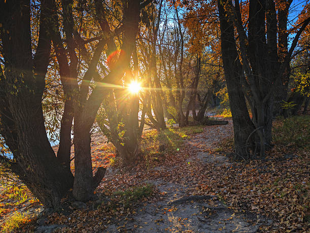 This atmospheric photograph captures a winding dirt and leaf-covered path leading into a woodland of old, gnarled trees with thick, dark trunks, partially covered with vibrant orange and gold fall foliage. A brilliant starburst sun flare is visible through the center of the trees, casting long shadows and intensely illuminating the golden ground cover and the rough texture of the tree bark and branches. This image is excellent for symbolizing nature, tranquility, walking, hiking, travel, the changing seasons (autumn/fall), the path forward, or themes of light, hope, and natural beauty.