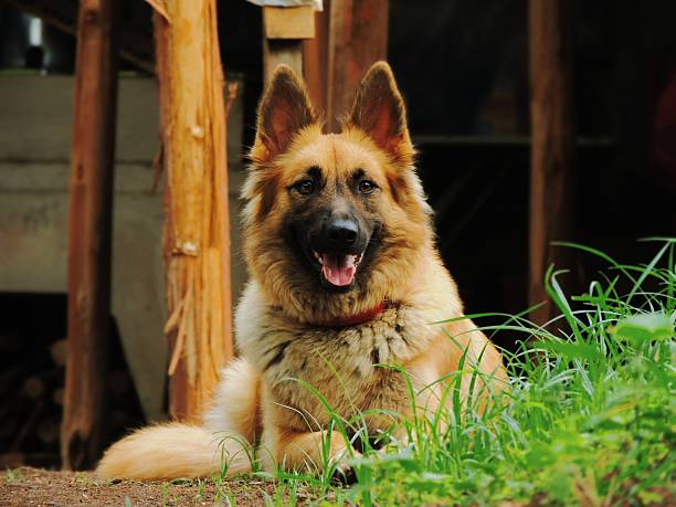 istock Loyal Long-Haired German Shepherd Relaxing Outdoors 2246493119