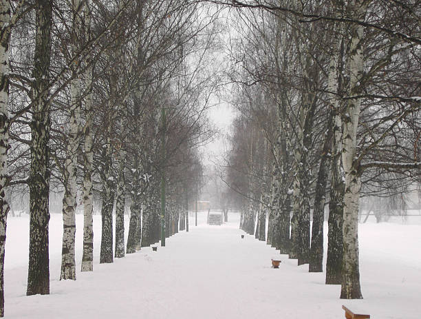 alley of  birch at winter