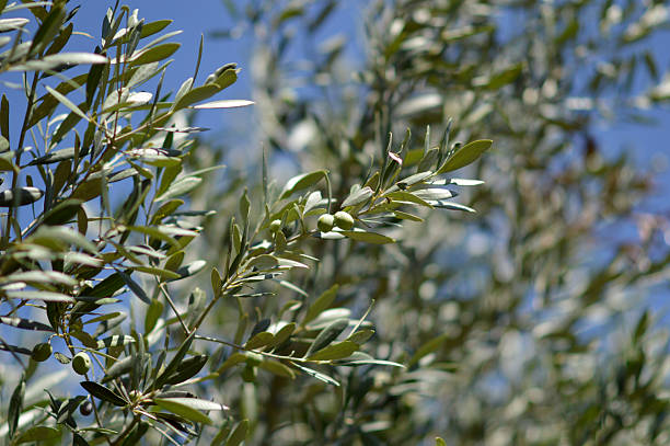 istock branches of olive trees with green olives 2246495865