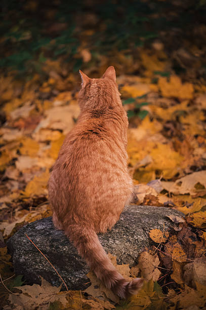 istock A ginger cat sits on a rock in the autumn forest 2246498768