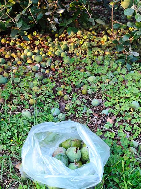 istock Feijoa plantation in Azerbaijan Lankaran 2246498886