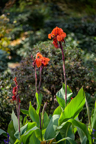istock Vibrant Orange Canna Lilies in Garden 2246500723