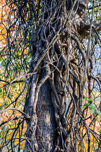 istock Tangled Vines on Tree Trunk in Autumn 2246500851