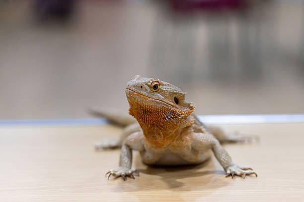 A full shot of a Bearded Dragon, a popular exotic pet lizard. The reptile is captured looking away from the camera, showcasing its distinctive spiky \