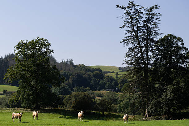 istock Rural scene with beef cattle in a field in Scotland 2246501028