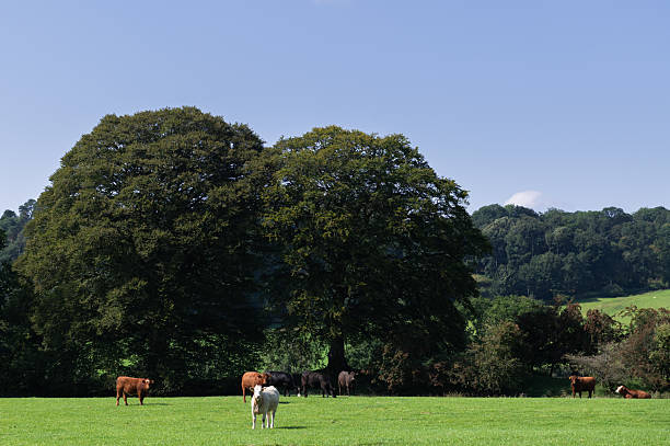 Small group of beef cattle in a field in rural Scotland on a bright autumn day