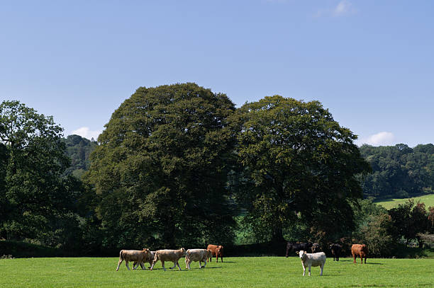 Small group of beef cattle in a field in rural Scotland on a bright autumn day