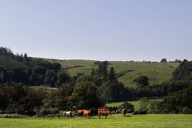 istock Beef cattle in a field in rural Scotland 2246501091