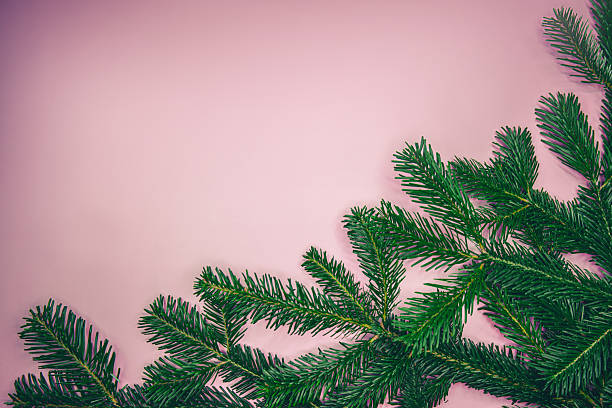 istock Evergreen spruce branches on pastel pink background with space for message 2246502794