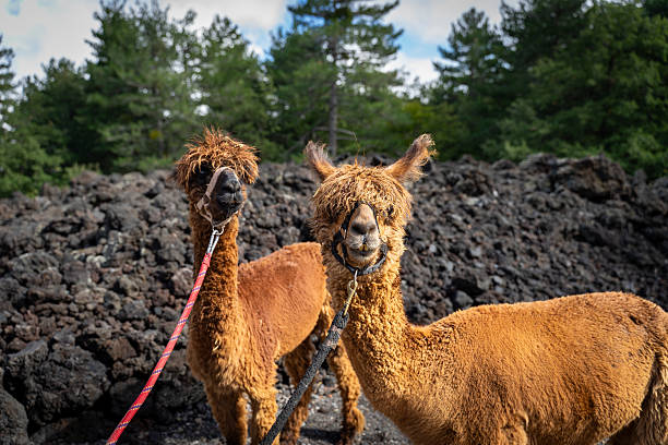 istock Alpaca trekking on Mount Etna in Sicily - Italy 2246502811