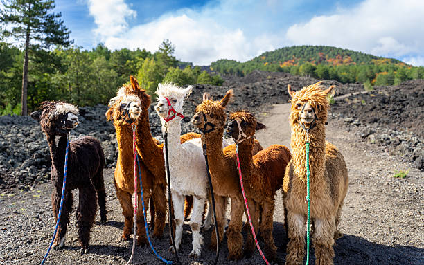 istock Alpaca trekking on Mount Etna in Sicily - Italy 2246502814