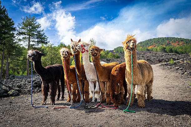 istock Alpaca trekking on Mount Etna in Sicily - Italy 2246502899
