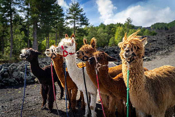 Alpaca trekking on Mount Etna in Sicily - Italy