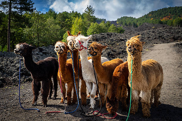 istock Alpaca trekking on Mount Etna in Sicily - Italy 2246502902