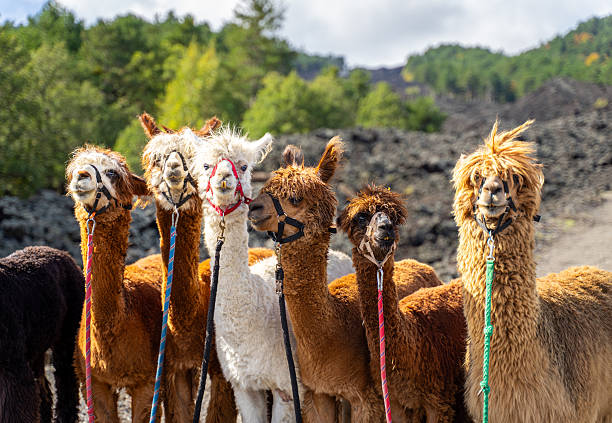 istock Alpaca trekking on Mount Etna in Sicily - Italy 2246502903