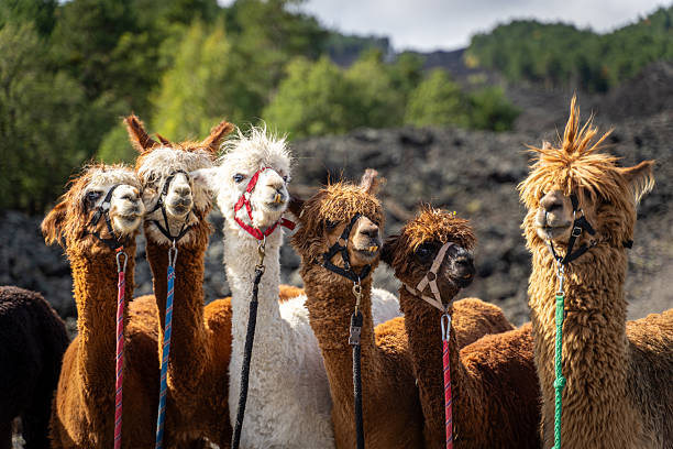 istock Alpaca trekking on Mount Etna in Sicily - Italy 2246502904