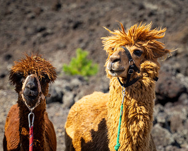 istock Alpaca trekking on Mount Etna in Sicily - Italy 2246502944